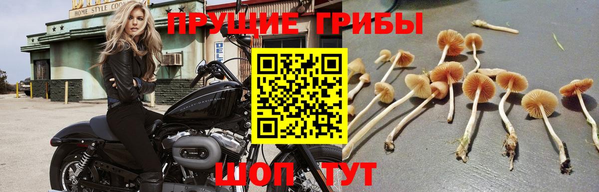 Галлюциногенные грибы мицелий Сосновоборск